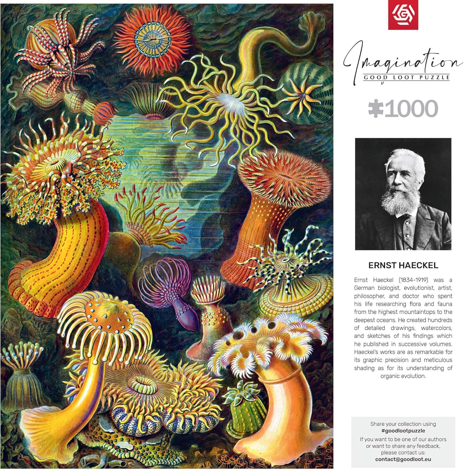Good Loot Rompecabezas Serie Imagination Ernst Haeckel Sea Anemones – Rompecabezas clásicos – Arte de rompecabezas con imagen de 1000 piezas – Rompecabezas para adultos – Rompecabezas Arte 1000 piezas