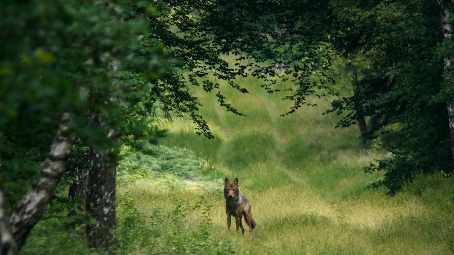 BUCHELER, RALF - IM LAND DER WOLFE