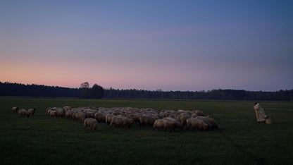 BUCHELER, RALF - IM LAND DER WOLFE