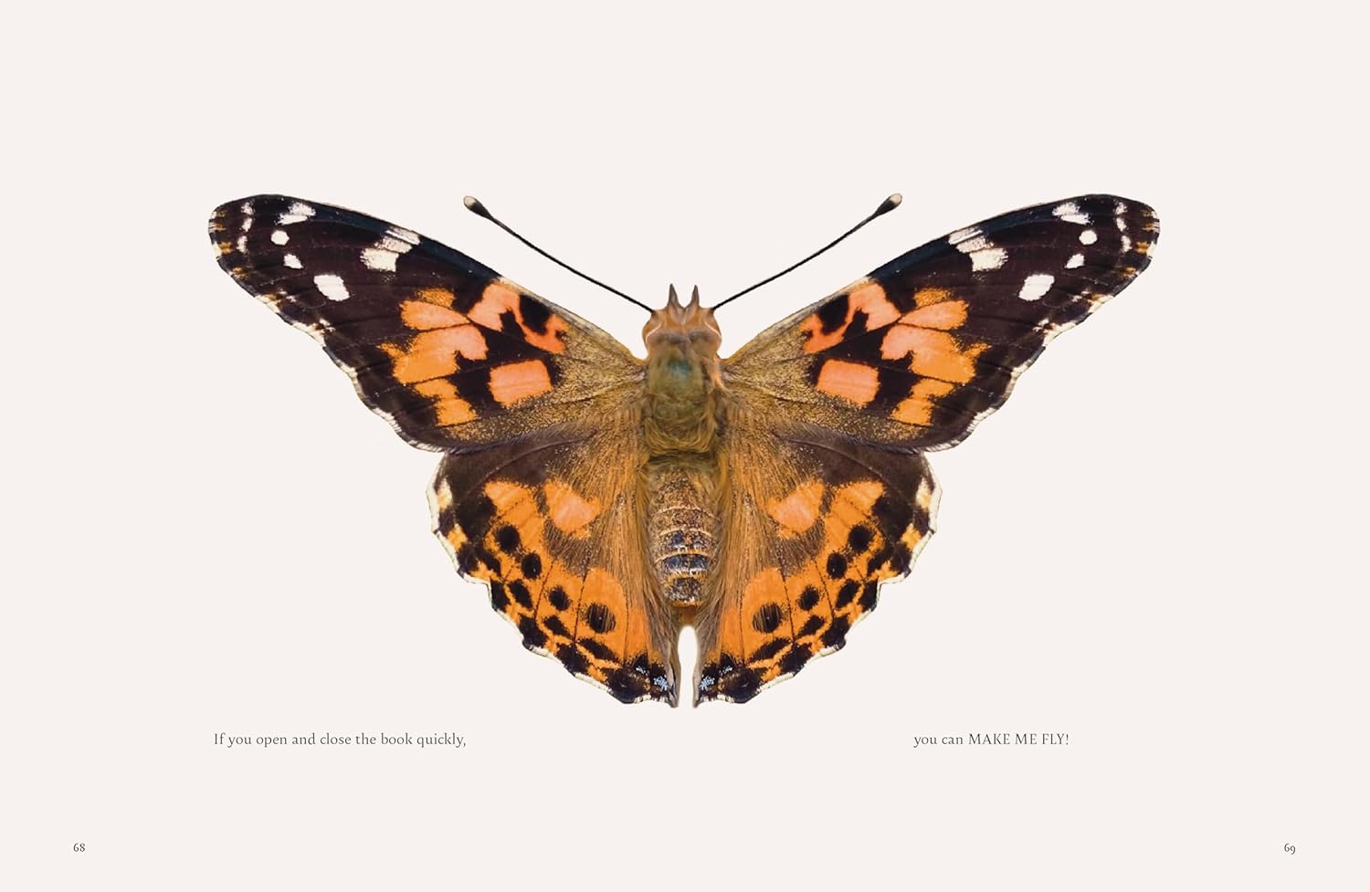 On a Butterfly's Wing