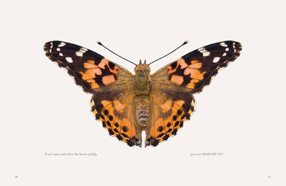On a Butterfly's Wing
