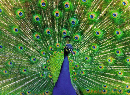 Ravensburger Puzzle 12001332, Colorful Animals - Pfau - 500 Teile Puzzle für Erwachsene und Kinder ab 12 Jahren: Colorful Animals