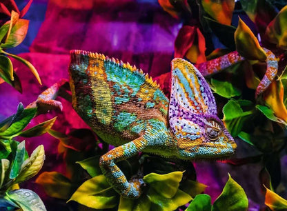 Ravensburger - Chameleon - 500P (12001333)