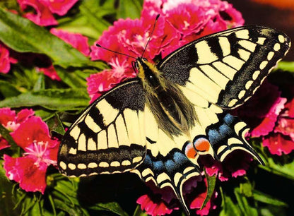 Ravensburger - Butterfly - 500p (12001335)