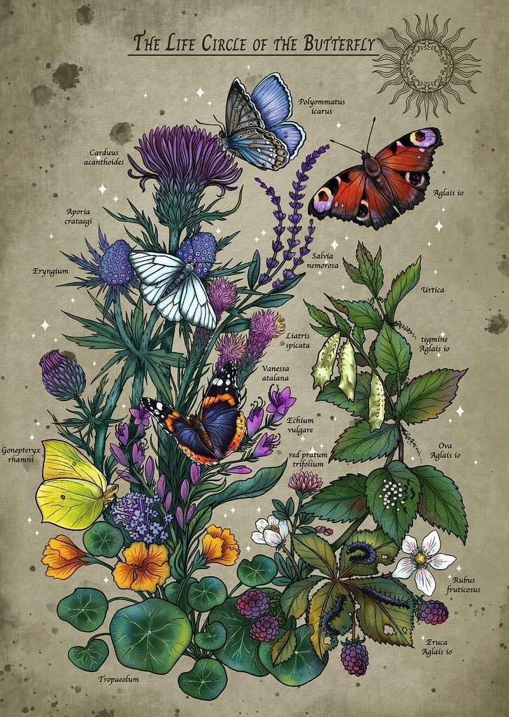 Ravensburger Puzzle 12001435 - Lifecircle Butterfly - 1000 Teile Puzzle für Erwachsene und Kinder ab 14 Jahren