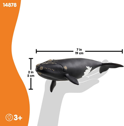 schleich WILD Life | Nordatlantischer Glattwal 14878 | detailgetreue Tierfiguren | Zoo Spielzeug | tolles Geschenk für Kinder | Deko für Geburtstag | Spielfigur ab 3 Jahren | 19 x 10 x 5 cm