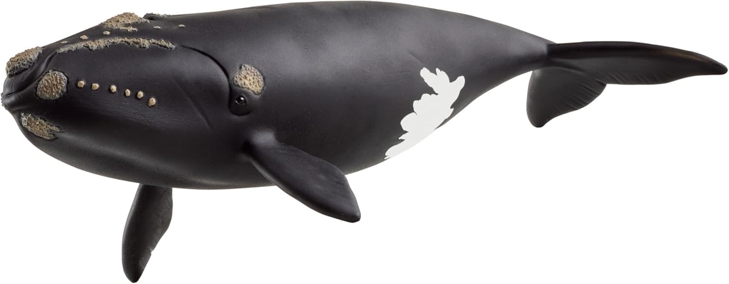 schleich WILD Life | Nordatlantischer Glattwal 14878 | detailgetreue Tierfiguren | Zoo Spielzeug | tolles Geschenk für Kinder | Deko für Geburtstag | Spielfigur ab 3 Jahren | 19 x 10 x 5 cm