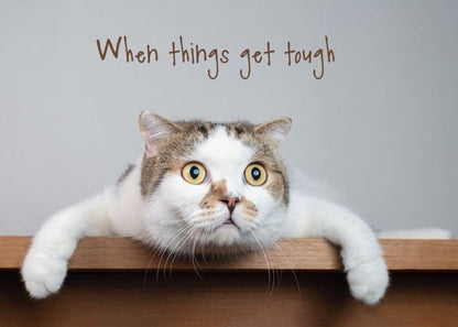 Warner Press G3474 Hang in There Encouragment Assorted Cards with NIV Scripture - Box of 12