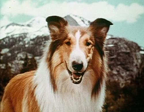 Coffret lassie, les longs métrages, vol. 1, 5 films
