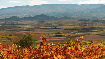 LÓPEZ-LINARES, JOSE LUIS - DAS LAND DER TAUSEND WEINE