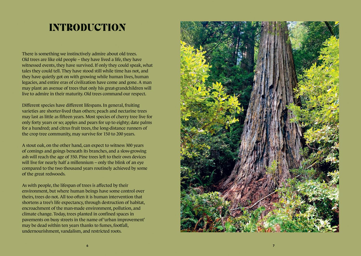 The History Trees