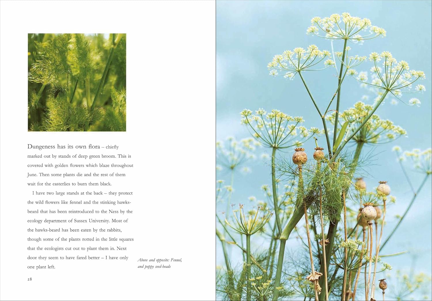 Derek Jarman's Garden