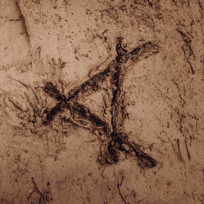 Tracked in Mud