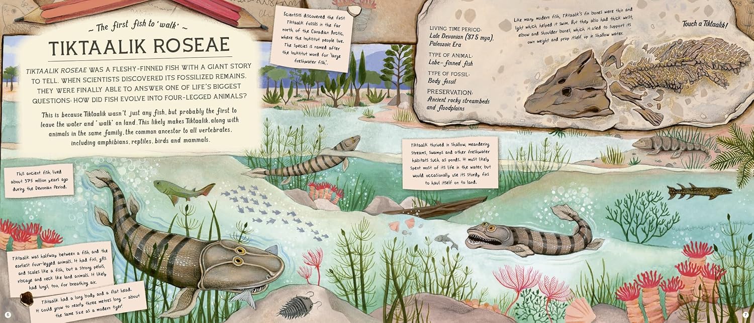 The Fossil Keeper's Treasure