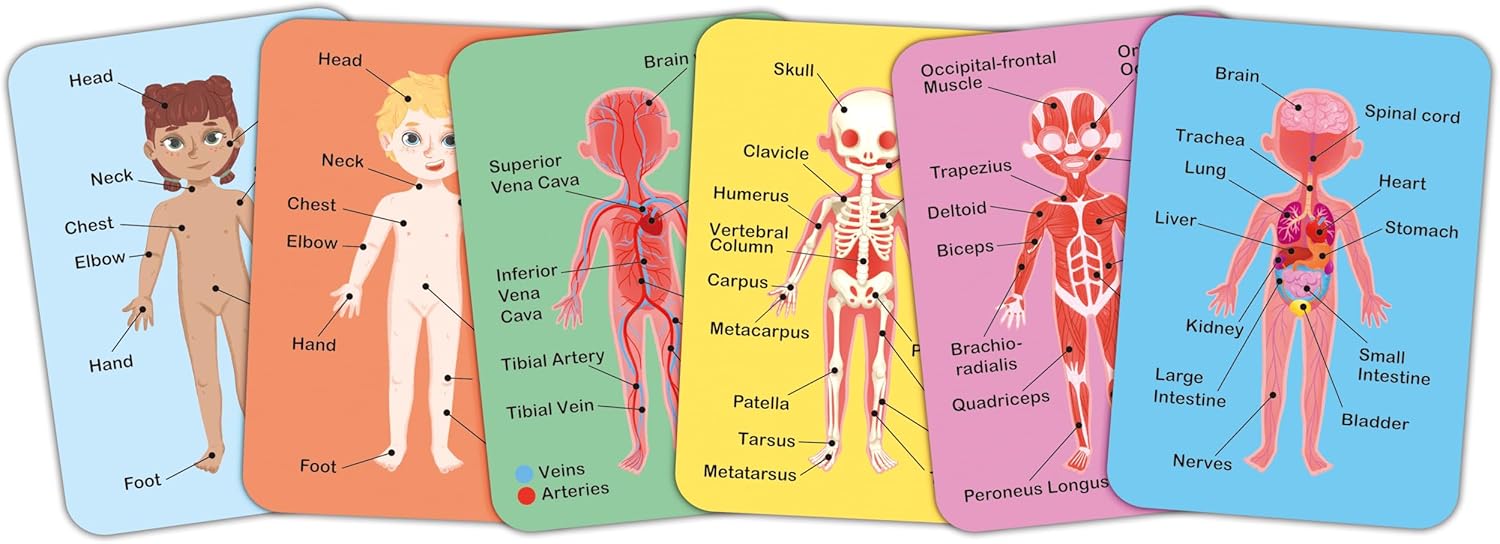 Magnetic Human Body Puzzle
