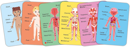 Magnetic Human Body Puzzle