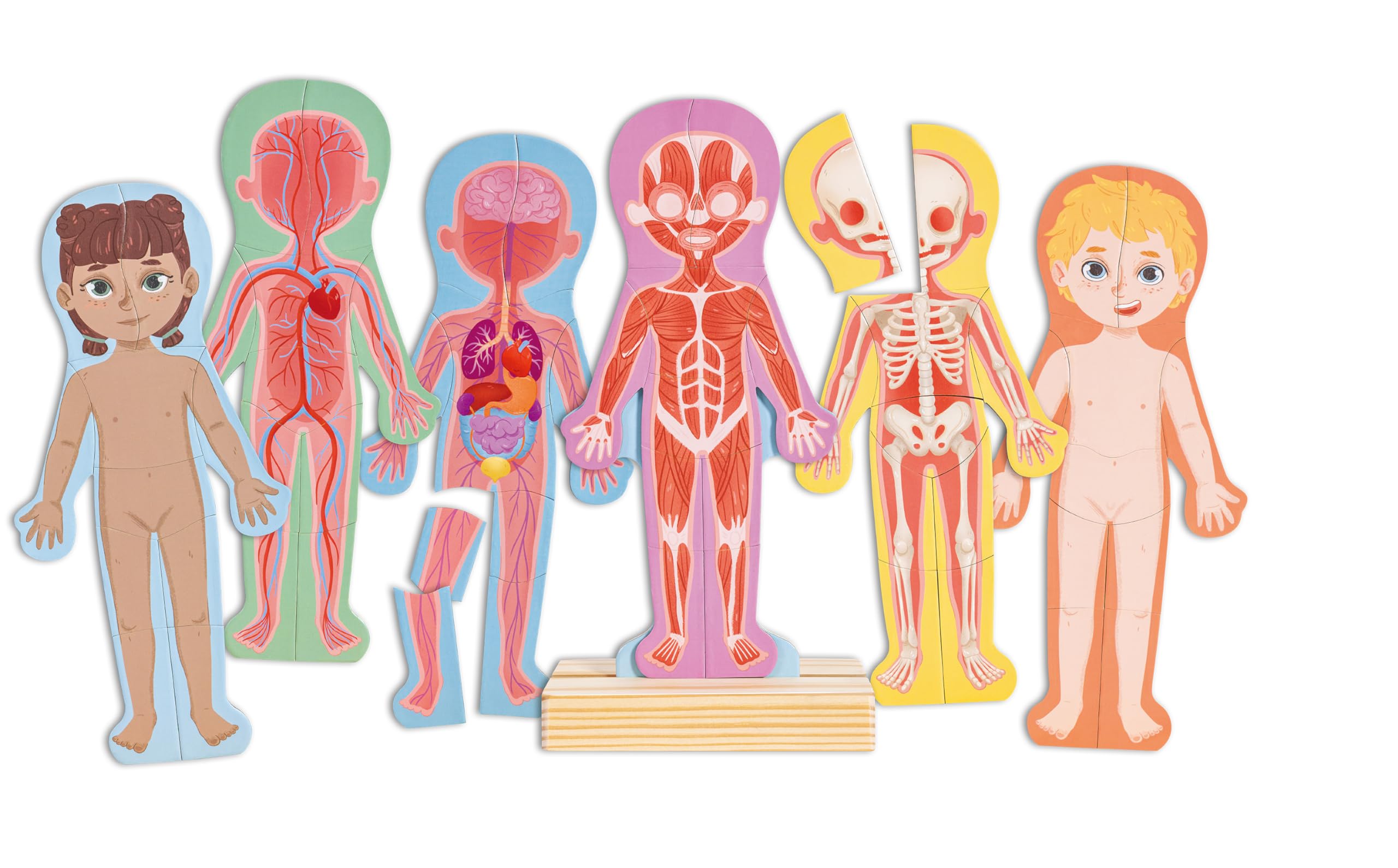 Magnetic Human Body Puzzle
