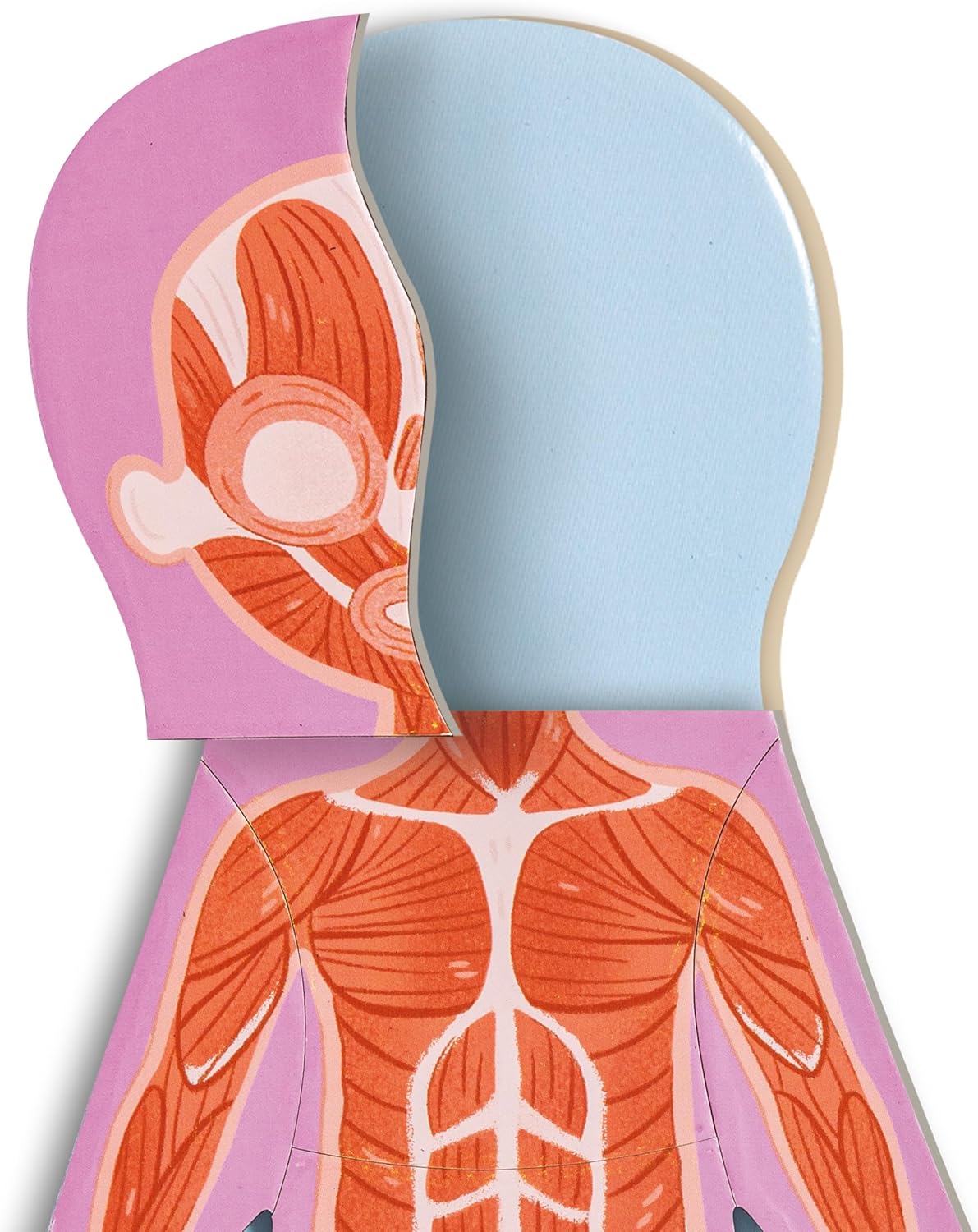 Magnetic Human Body Puzzle