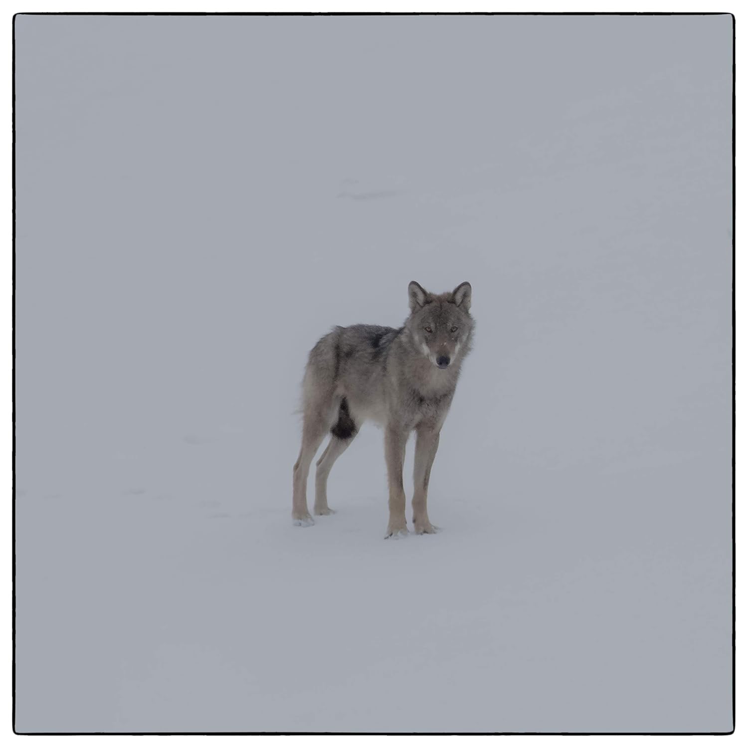Marche Avec Les Loups