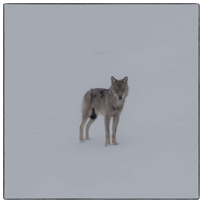 Marche Avec Les Loups