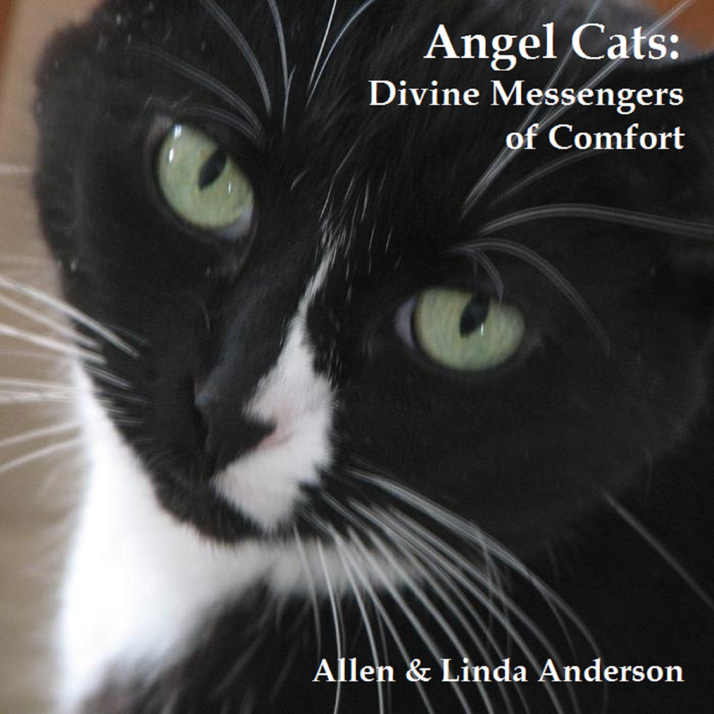 Angel Cats