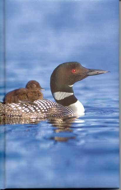 Loon Blank Journal (Nodin Press Blank Journals