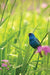 Indigo Bunting Blank Journal (Nodin Press Blank Journals