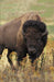 Bison Blank Journal (Nodin Press Blank Journals