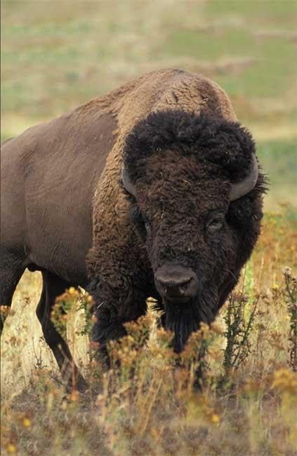 Bison Blank Journal (Nodin Press Blank Journals