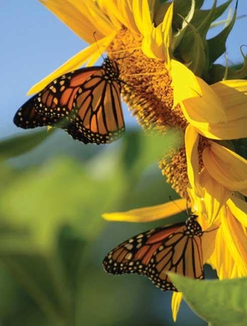Butterfly Sunflower Blank Journal (Nodin Press Blank Journals