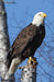 Eagle Perched Blank Journal (Nodin Press Blank Journals