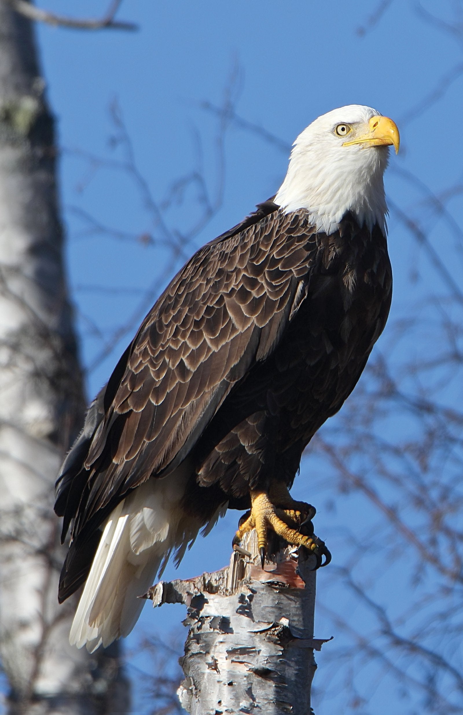 Eagle Perched Blank Journal (Nodin Press Blank Journals