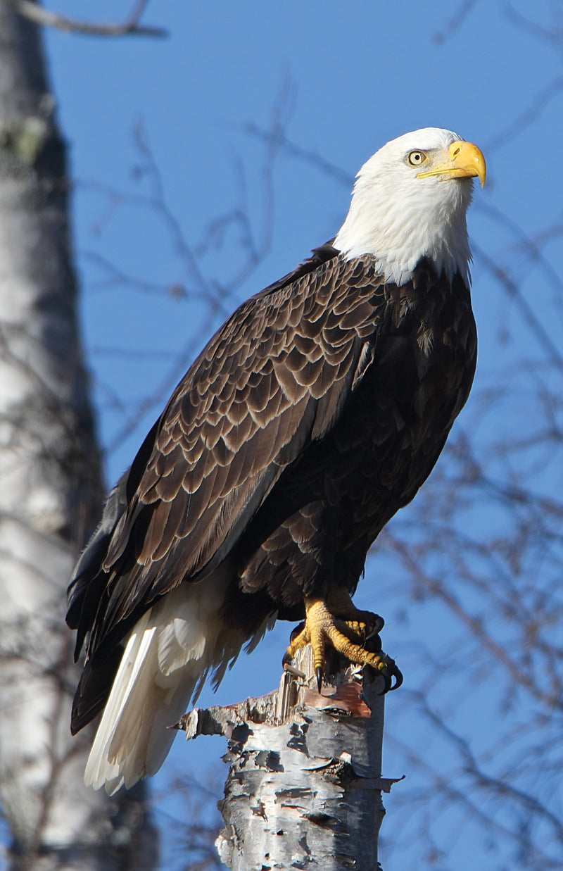 Eagle Perched Blank Journal (Nodin Press Blank Journals
