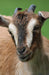 Goat Blank Journal