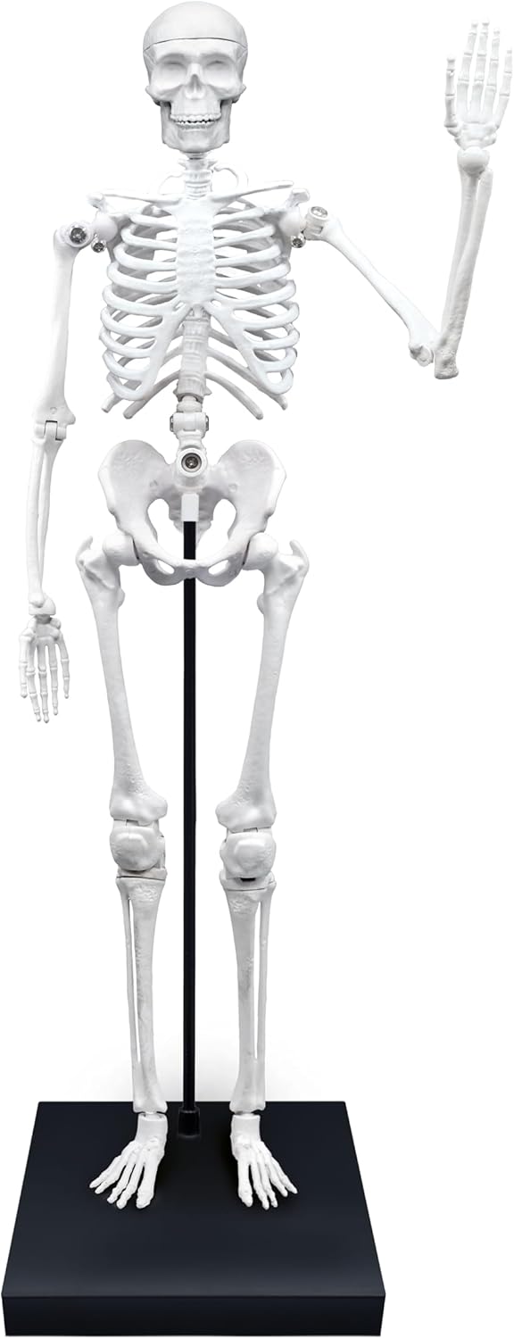Buki France-Esqueleto Gigante 85 cm, Color, (2181