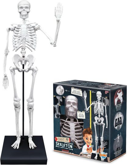 Buki France-Esqueleto Gigante 85 cm, Color, (2181