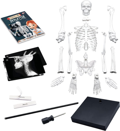 Buki France-Esqueleto Gigante 85 cm, Color, (2181
