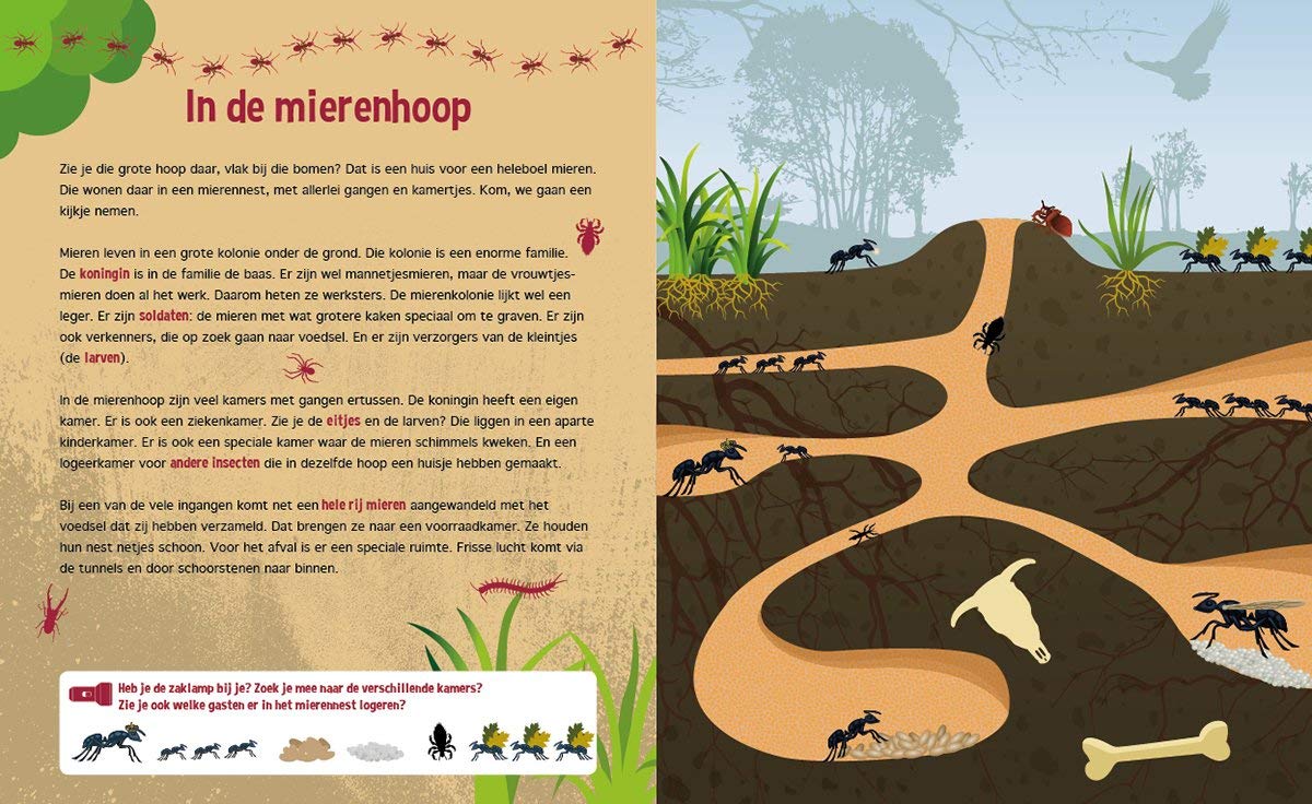 Speuren onder de grond: een uitdagend zoek- en (voor)leesboek
