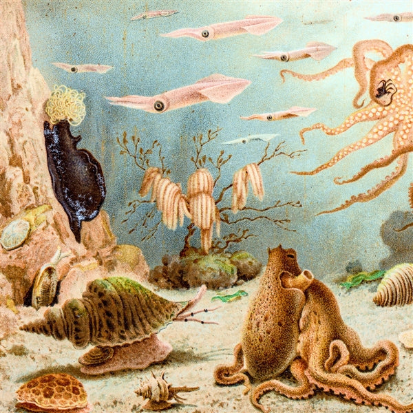 Episodes In Oceanography, Vol. 1