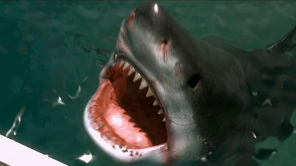 Shark Warning