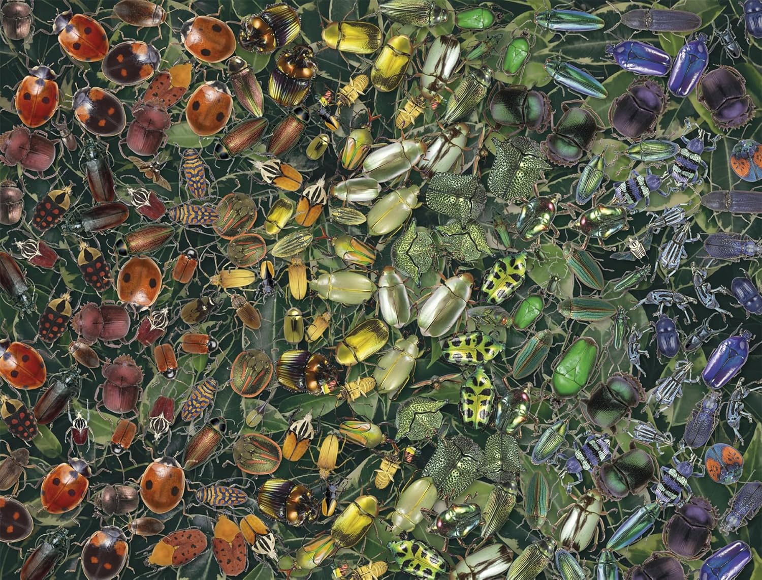 Natural History Museum 1000-Piece Beetle Jigsaw Puzzle: A Colorful Challenge Featuring Rhino Beetles, Ladybirds & More Size 66 x 50 cm