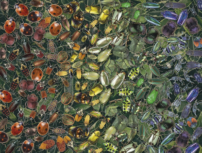 Natural History Museum 1000-Piece Beetle Jigsaw Puzzle: A Colorful Challenge Featuring Rhino Beetles, Ladybirds & More Size 66 x 50 cm