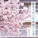 Tomo To Utatta Sotsugyou Song Best