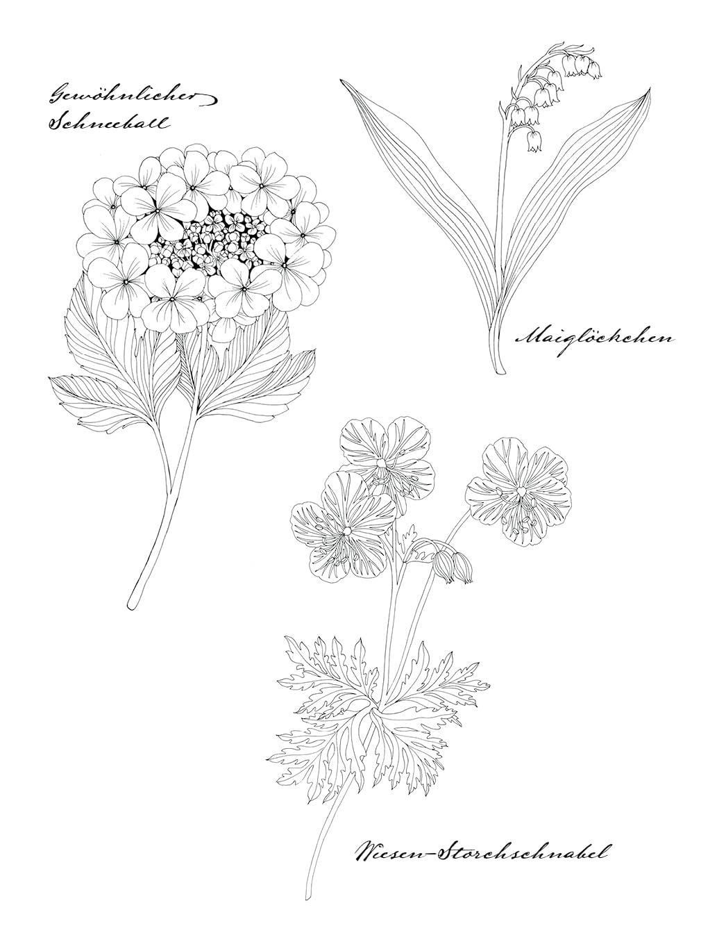 Wunderbare Blütenwelt: Ein Malbuch für das ganze Jahr | Ein Kapitel pro Monat mit hochwertigen Illustrationen von Flora und Fauna passend zur Jahreszeit