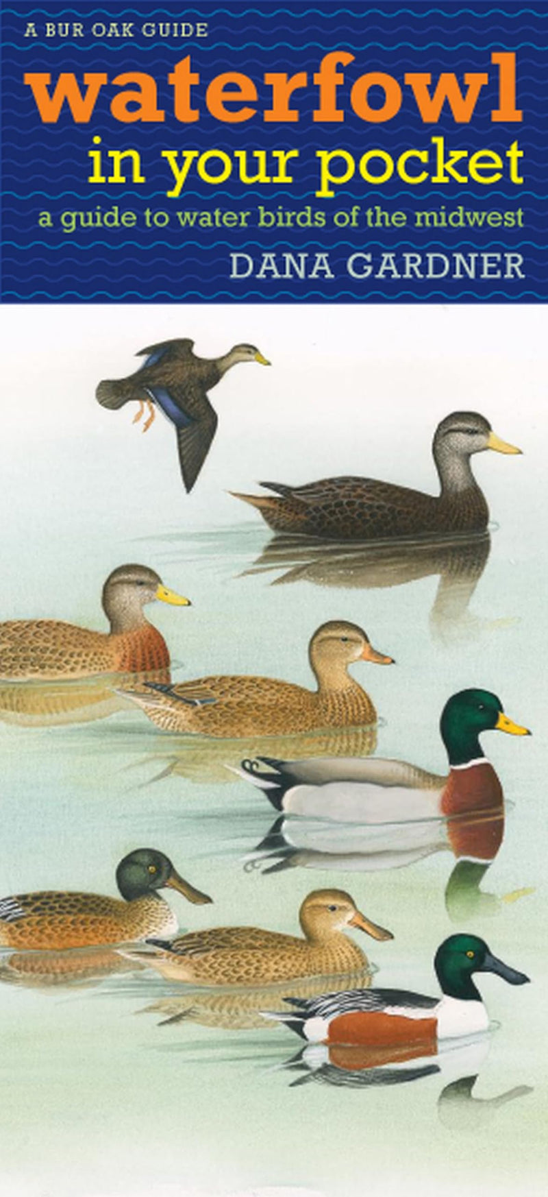 Waterfowl in Your Pocket: A Guide to Water Birds of the Midwest (Bur Oak Guide