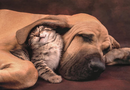 Puzzel 500 HQC CUDDLES COMPACT BOX