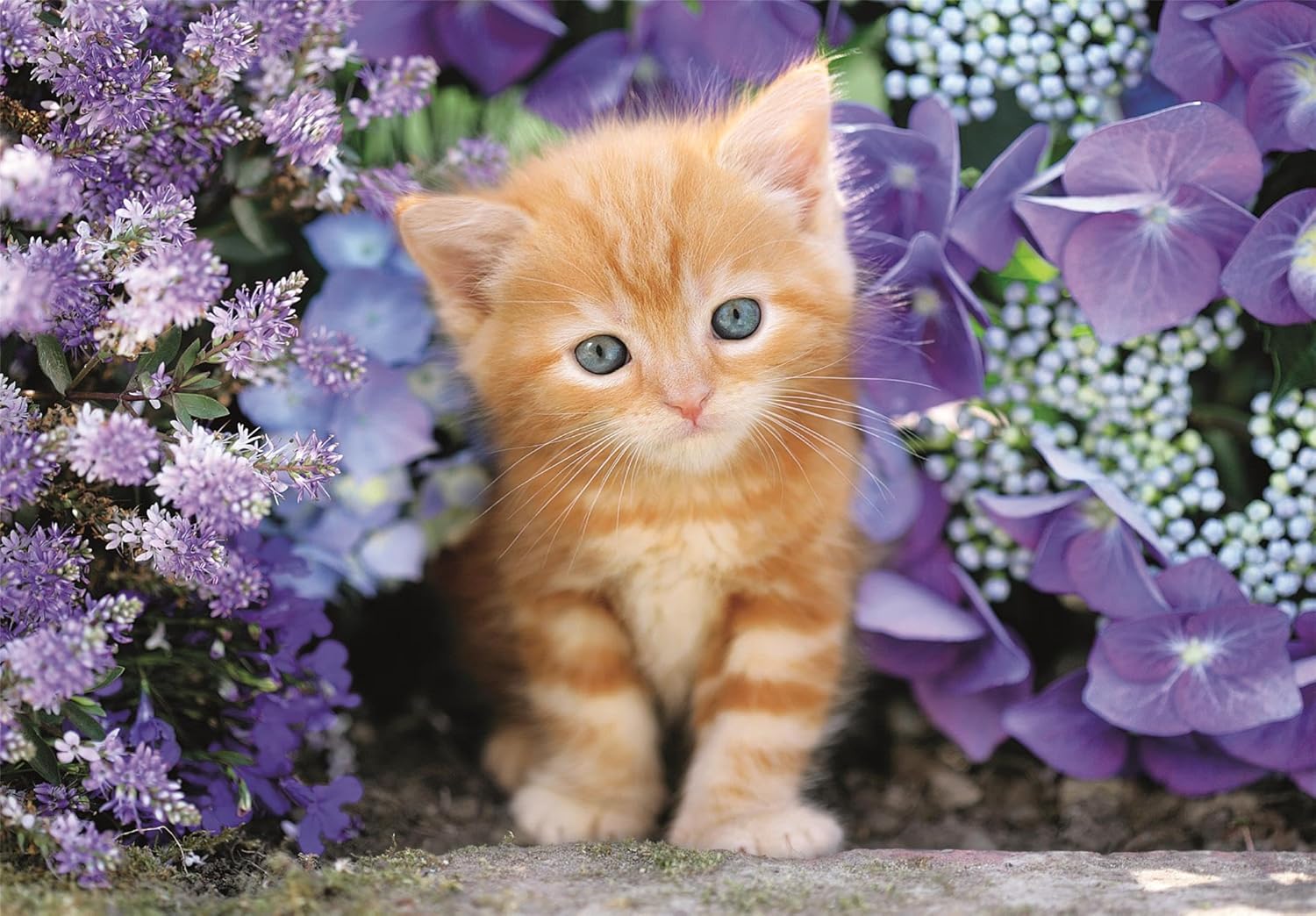 Clementoni - Clemetoni Legpuzzel Ginger Cat 500st.