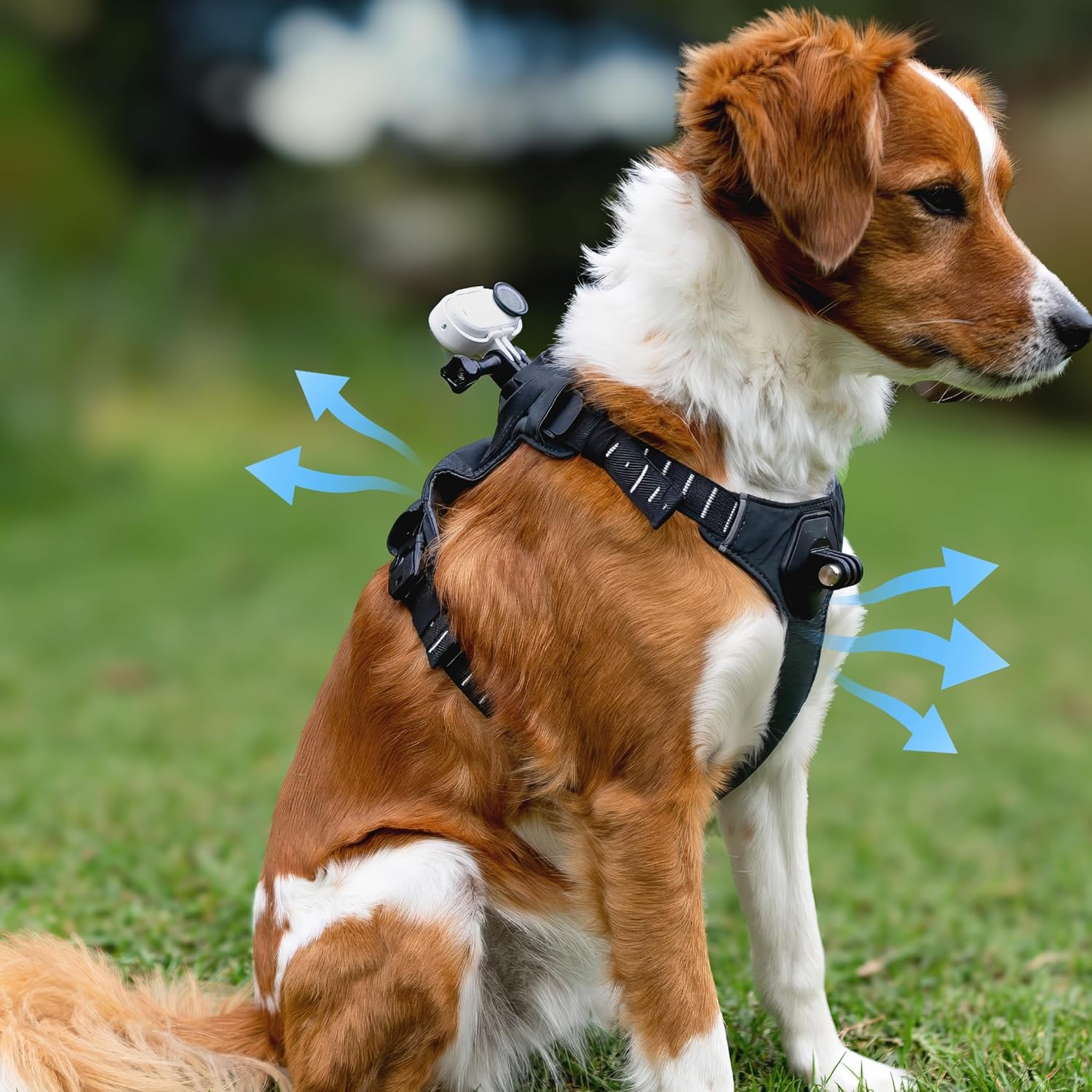Insta360 - Go 3/Go 3S Pet Harness Mount Size S