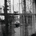 Chaos and Creation in the Backyard