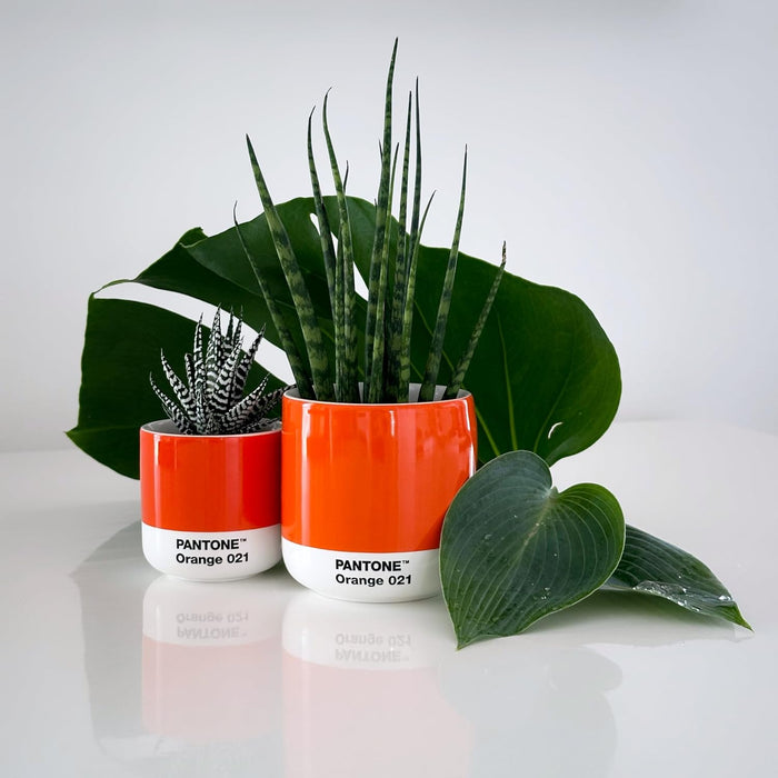 Copenhagen design Pantone Macchiato Cup - Handleless Porcelain Ceramic Coffee Mug - 3.34oz/100ml, Yellow 012